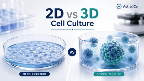 2D vs 3D Cell Culture